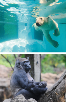 上野動物園 图像