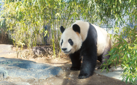 上野動物園 图像