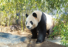 上野動物園